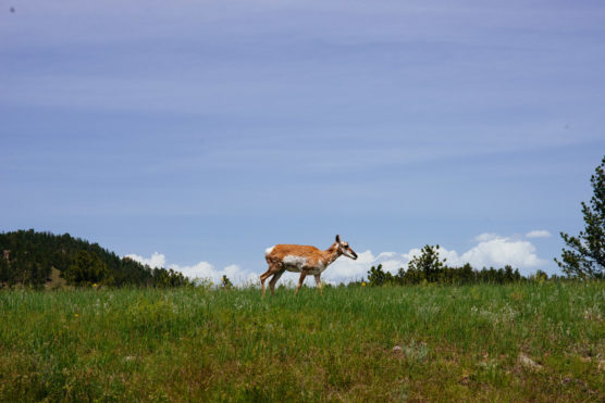 A lone pronghorn antelope walks across a grassy field, with trees in the background and a blue sky overhead. by Justin Salem Meyer