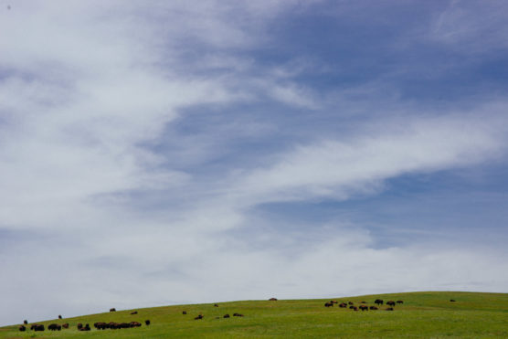 A herd of bison grazes on a green grassy hill under a wide, partly cloudy blue sky. The animals are scattered across the landscape, with the sky dominating most of the image. by Justin Salem Meyer