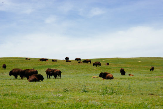 Bison graze and rest on a vast, green grassland under a blue sky with light clouds. The herd is spread out across the gently rolling landscape. by Justin Salem Meyer