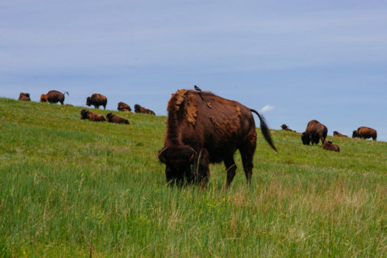 A herd of bison grazes on a grassy hillside under a blue sky. One bison stands close to the camera with birds perched on its back, while others relax and eat in the distance. by Justin Salem Meyer
