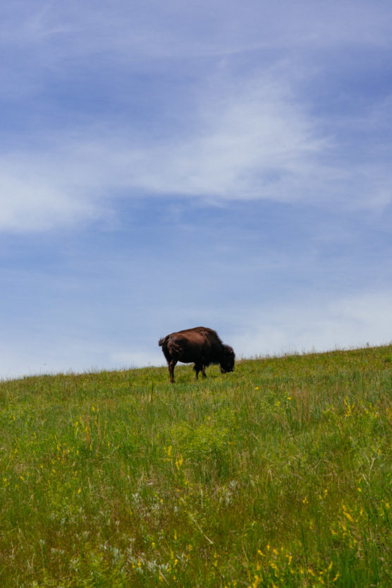 A lone bison grazes on a grassy hillside under a blue sky with light clouds. Yellow wildflowers are scattered throughout the green grass. by Justin Salem Meyer