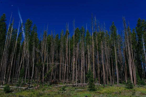 A dense forest of tall, thin pine trees under a deep blue sky. Some trees are bent or fallen, and green grass covers the forest floor. A faint crescent moon and a white streak are visible in the sky. by Justin Salem Meyer
