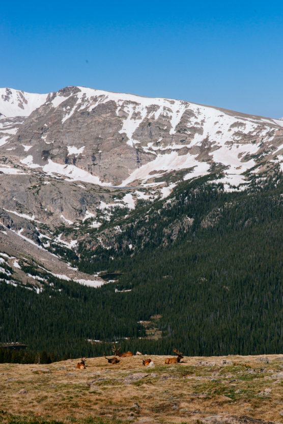 A group of elk rests on grassy terrain in the foreground, with a backdrop of dense green forest and tall, snow-capped mountains under a clear blue sky. by Justin Salem Meyer