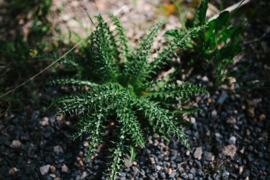 A close-up of a green, spiky weed growing among small rocks and gravel, with sunlight casting shadows on its jagged leaves. by Justin Salem Meyer