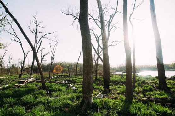 Leafless trees stand on a grassy, sunlit riverbank. Fallen branches and bright green grass cover the ground, while sunlight shines through the trees, creating a natural, serene scene near the water. by Justin Salem Meyer