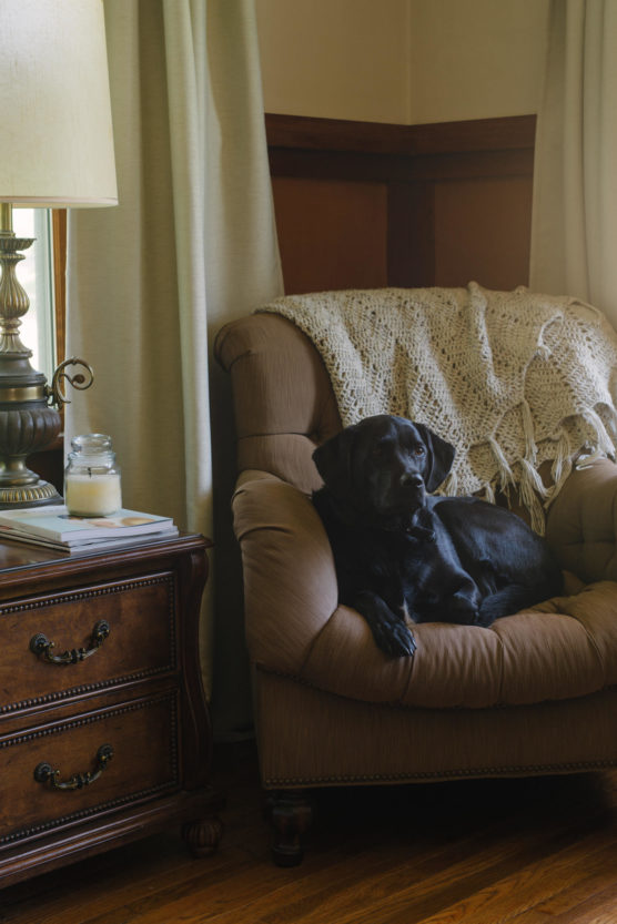 A black Labrador retriever is lounging on a tan armchair with a knitted blanket draped over the back. Next to the chair is a wooden side table with a lamp, a candle, and some books. by Justin Salem Meyer