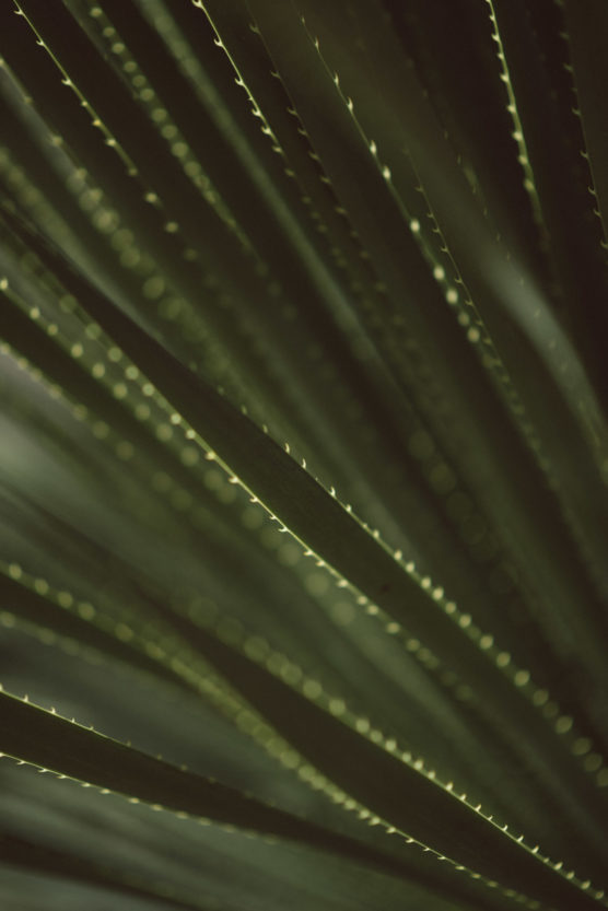 Close-up of green palm fronds with pointed edges and visible texture, radiating diagonally across the image, creating a pattern of light and shadow. by Justin Salem Meyer