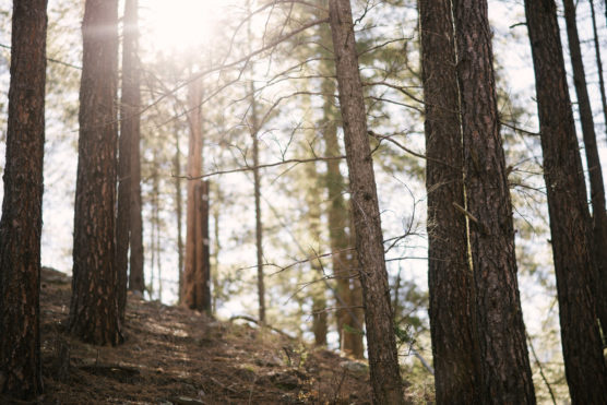 Sunlight shines through tall pine trees in a forest, casting soft light and gentle shadows on the forest floor covered with pine needles. The atmosphere is calm and serene. by Justin Salem Meyer
