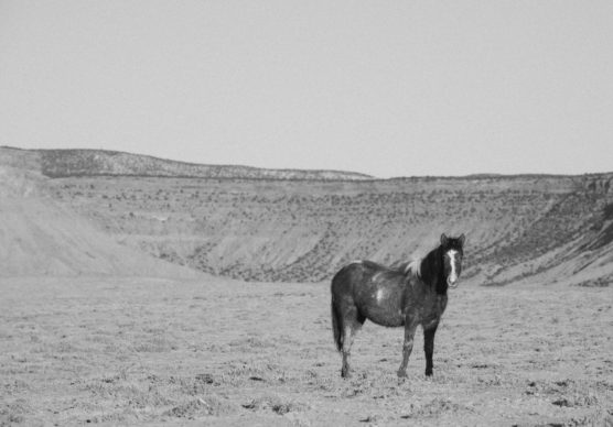 A black and white photo of a lone horse standing in a vast, open plain with hills and sparse vegetation in the background. by Justin Salem Meyer