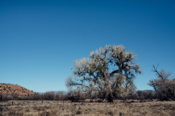 A large, leafless tree stands alone in a dry, grassy field under a clear blue sky. Low hills and sparse vegetation are visible in the background. by Justin Salem Meyer