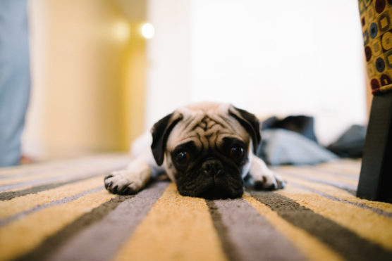 A pug lies flat on a carpet with its legs stretched out, looking directly at the camera with big, round eyes. The background is softly blurred, highlighting the dogs sad, expressive face. by Justin Salem Meyer