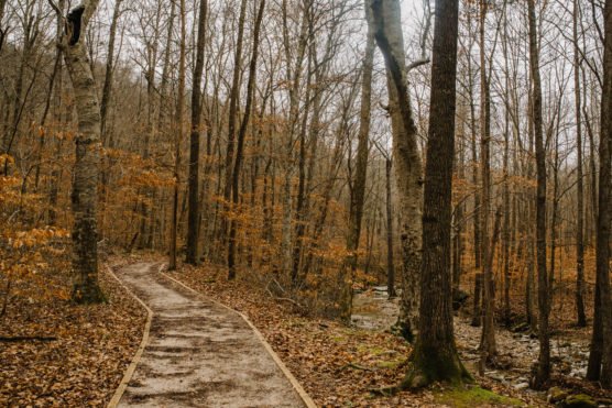 A dirt path winds through a forest of tall, leafless trees with a few remaining brown leaves. Fallen leaves cover the ground, and a small stream runs beside the path under an overcast sky. by Justin Salem Meyer
