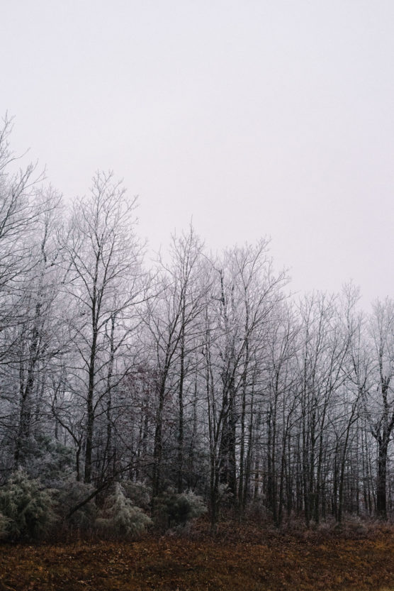 Bare trees with thin branches stand in a row beneath an overcast sky, with patches of brown grass and sparse greenery at their base, creating a quiet, wintry scene. by Justin Salem Meyer