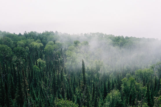 A dense, green forest with a mix of tall conifer and deciduous trees, partially covered by light mist under an overcast sky. by Justin Salem Meyer