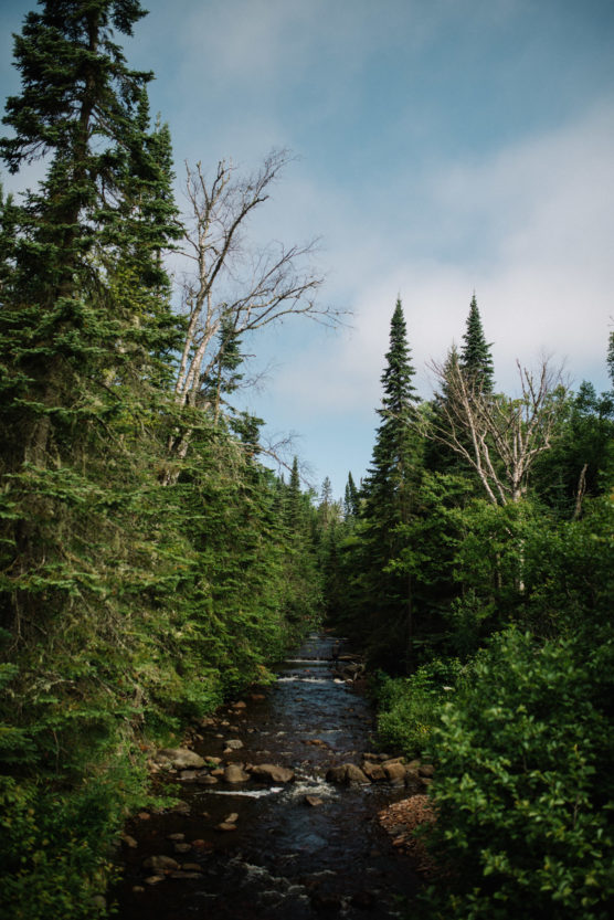 A narrow rocky stream flows through a dense green forest of tall pine trees under a blue sky with light clouds. Some trees have bare branches among the lush greenery. by Justin Salem Meyer