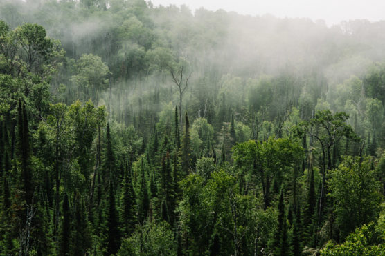 Dense green forest with tall trees and varying shades of foliage, covered in a light mist that creates a hazy atmosphere. The scene looks lush and tranquil, with fog rolling through the treetops. by Justin Salem Meyer