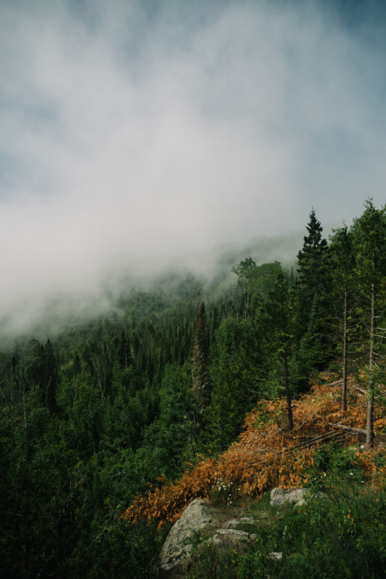 A misty forested hillside with dense green trees, some brown foliage in the foreground, and low clouds partially obscuring the view of the mountain in the background. by Justin Salem Meyer