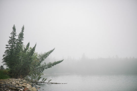 Foggy lakeside scene with evergreen trees leaning over rocky shore, water partially visible, and dense mist obscuring the background forest. The atmosphere is calm and tranquil. by Justin Salem Meyer