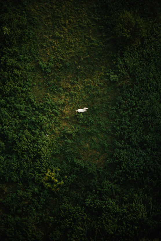 A single white goat stands alone on a lush, green hillside surrounded by dense vegetation, viewed from above. by Justin Salem Meyer
