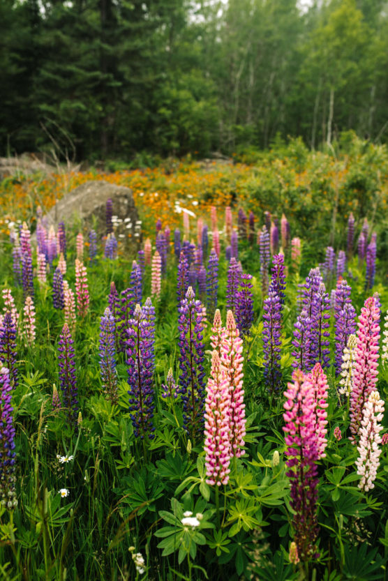 A vibrant meadow filled with tall, blooming lupines in shades of pink, purple, and white, surrounded by green foliage and more wildflowers, with trees in the background. by Justin Salem Meyer