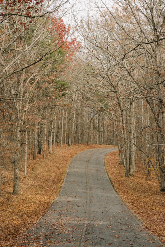 A winding paved road curves through a quiet forest with bare trees and scattered autumn leaves covering the ground. The overcast sky and muted colors create a calm, late fall atmosphere. by Justin Salem Meyer