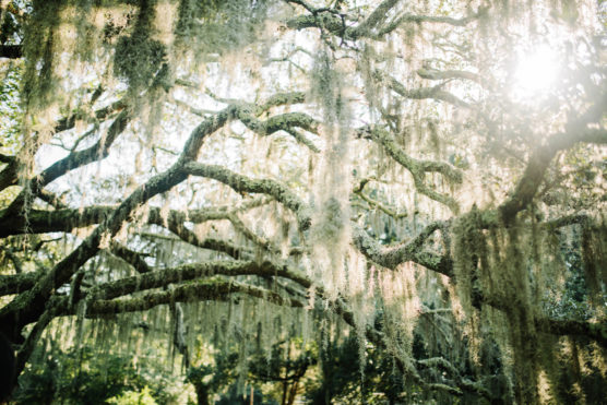 Sunlight shines through the branches of a large tree draped with hanging Spanish moss, creating a dreamy, filtered light effect in a lush, green outdoor setting. by Justin Salem Meyer