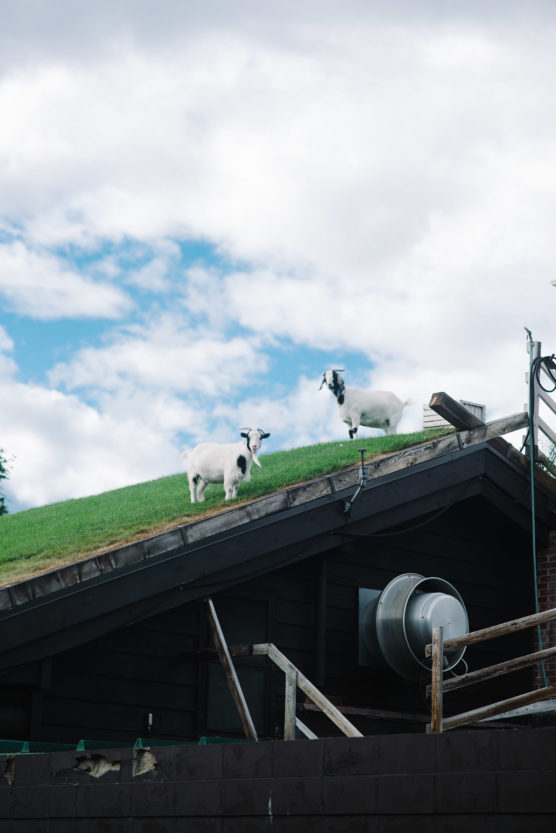 Two goats stand on a grassy, sloped roof of a building under a partly cloudy sky, with one goat looking toward the camera and the other facing away. by Justin Salem Meyer