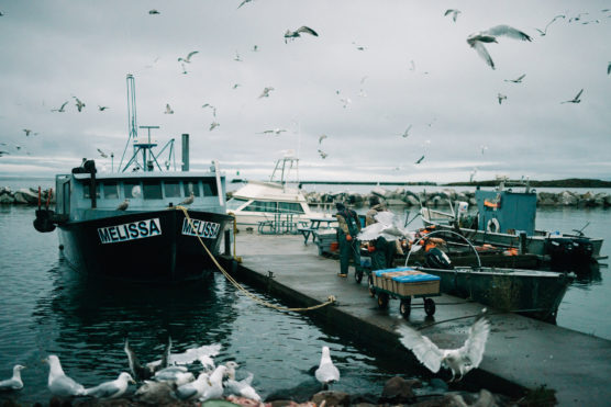 A fishing boat named MELISSA is docked at a pier, with fishing gear on the dock and seagulls flying and gathering around. The sky is overcast and the water is calm, with another boat in the background. by Justin Salem Meyer