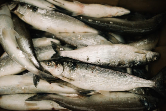 A pile of freshly caught silver fish with shiny scales and dark fins, lying closely together on a flat surface. by Justin Salem Meyer