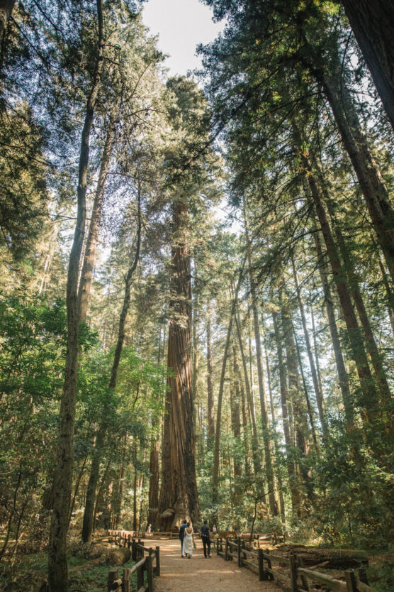 Three people walk on a path through a forest of tall, dense redwood trees, with sunlight filtering through the branches above. A wooden fence lines the dirt trail. by Justin Salem Meyer
