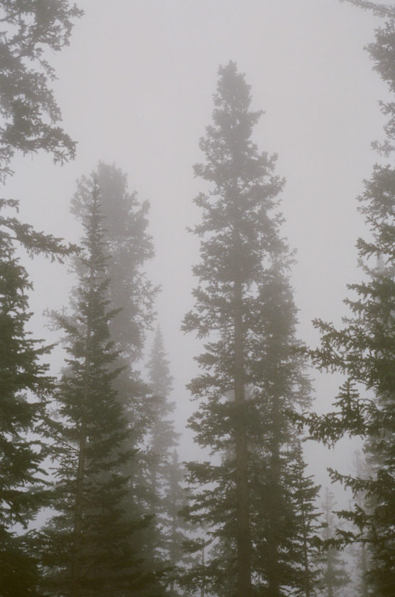 Tall evergreen trees stand amid dense fog, their silhouettes partially obscured by the mist, creating a moody, atmospheric forest scene. by Justin Salem Meyer