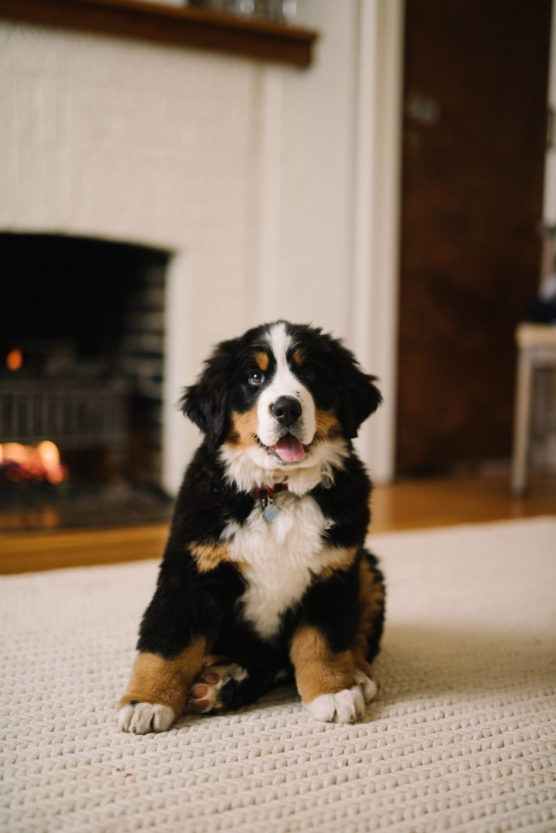 A fluffy Bernese Mountain Dog puppy sits on a light carpet in a cozy room, with a fireplace in the background and its tongue sticking out. by Justin Salem Meyer