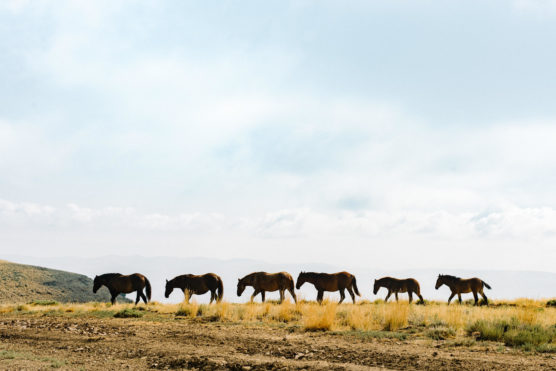 Seven horses walk in a line across a grassy, open landscape under a mostly clear sky, with mountains faintly visible in the background. by Justin Salem Meyer