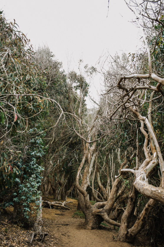 A narrow dirt path winds through a dense thicket of twisted, leafless trees with gnarled branches, creating an eerie, tunnel-like effect under an overcast sky. by Justin Salem Meyer