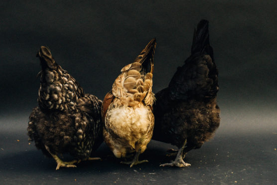 Three chickens stand close together with their backs and tails facing the camera against a dark background, displaying their feathers and legs. by Justin Salem Meyer