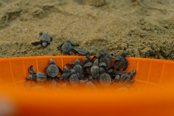 A group of baby sea turtles in an orange plastic basket on sandy ground, with a few turtles crawling away from the basket toward the sand. by Justin Salem Meyer