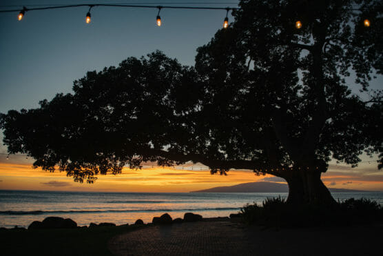A large tree is silhouetted against a sunset sky by the ocean, with string lights hanging above and gentle waves on the shore. by Justin Salem Meyer