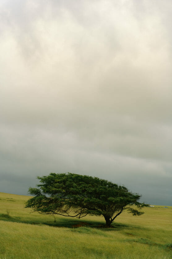 A solitary, windswept tree stands in an open grassy field under a cloudy, overcast sky. The tree leans to one side, shaped by persistent winds, with green grass stretching into the distance. by Justin Salem Meyer