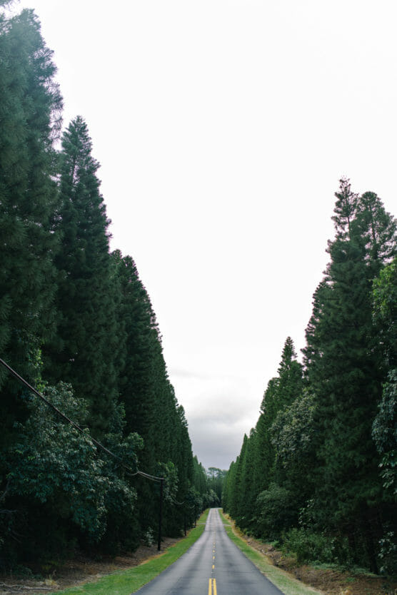 A straight, empty road stretches into the distance, flanked by tall, dense evergreen trees on both sides, under an overcast sky. by Justin Salem Meyer