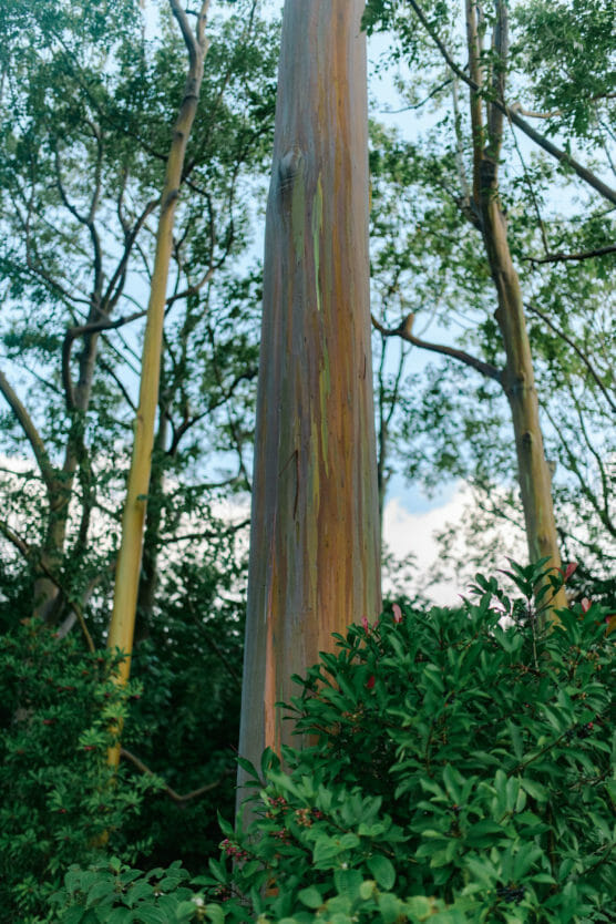 A close-up of a rainbow eucalyptus tree trunk with smooth, multicolored bark, surrounded by green foliage and other trees, under a partly cloudy sky. by Justin Salem Meyer
