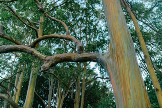 Tall rainbow eucalyptus trees with smooth, multicolored bark in shades of green, yellow, and orange stand among dense green foliage under a bright sky. by Justin Salem Meyer