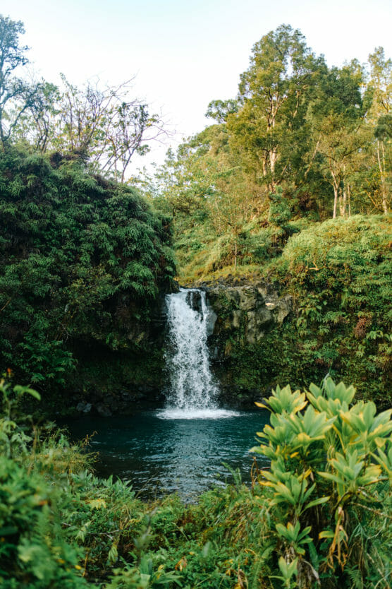 A small waterfall cascades over rocks into a clear pool, surrounded by dense green foliage and tall trees under a bright sky. by Justin Salem Meyer