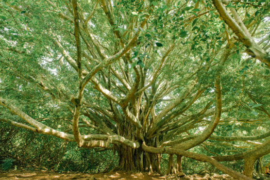 A large banyan tree with thick, winding aerial roots and branches spreading wide in a lush, green forest setting. Sunlight filters through the dense canopy overhead. by Justin Salem Meyer