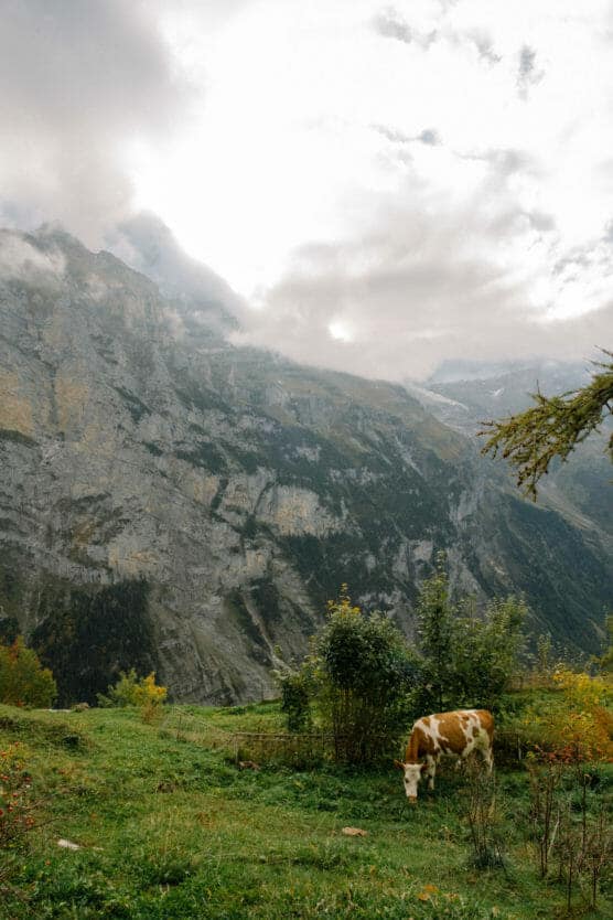 A brown and white cow grazes on green grass in the foreground, with tall rocky mountains and a cloudy sky in the background. Bushes and small trees add color to the scenic landscape. by Justin Salem Meyer