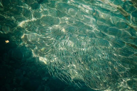 A school of small, slender fish swims in clear, sunlit teal water, with ripples and sunlight creating dynamic patterns on the surface. by Justin Salem Meyer