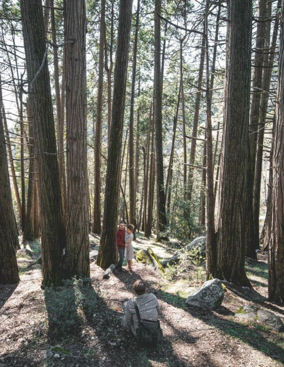 A photographer kneels to take pictures of a couple standing closely together among tall, slender trees in a sunlit forest. Dappled sunlight filters through the trees onto the forest floor. by Justin Salem Meyer