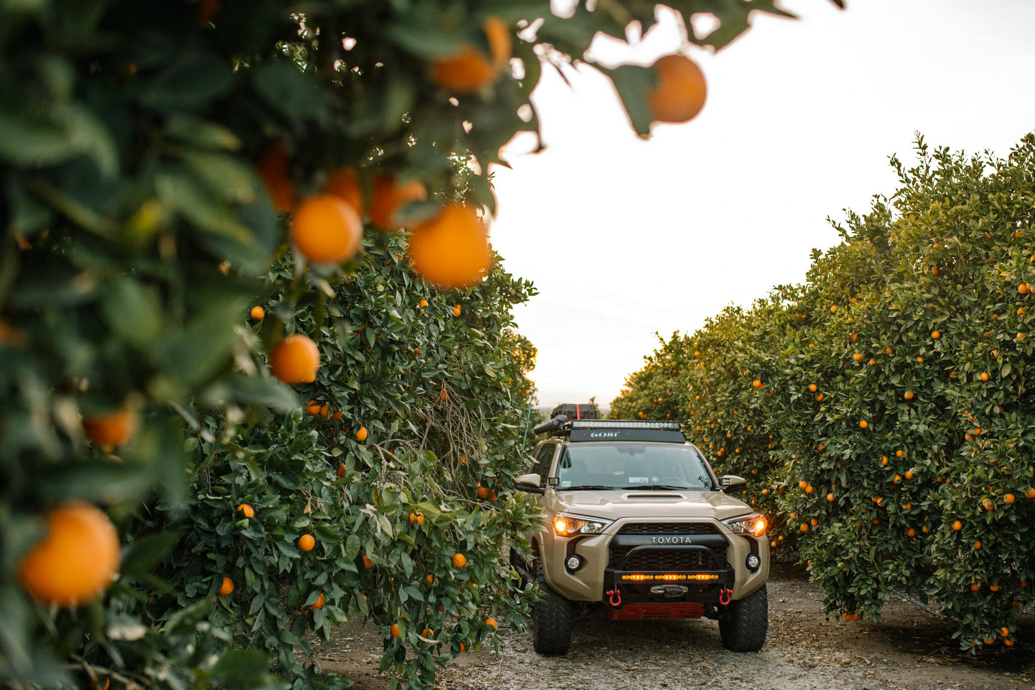 Toyota ForeRunner hiding in an orange grove