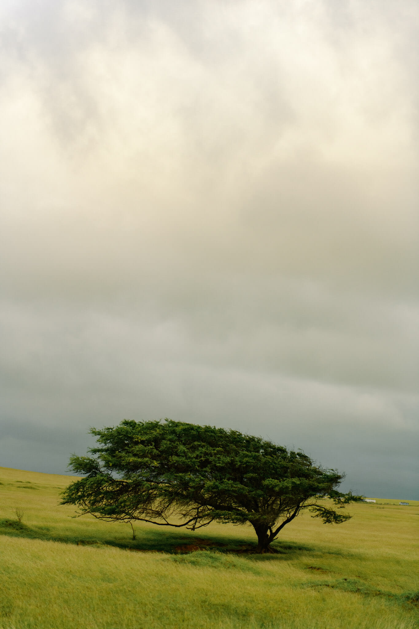 wind blown tree