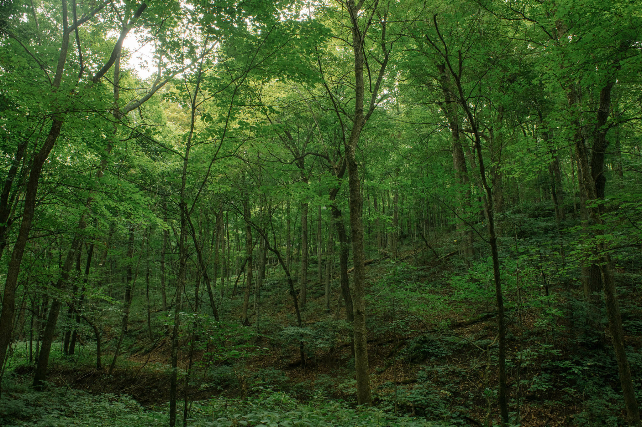 Yellow River State Forest