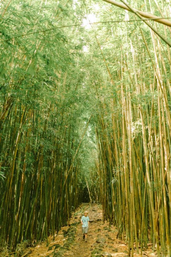 A child walks along a rocky path surrounded by tall, dense bamboo stalks, with sunlight filtering through the lush green leaves overhead. by Justin Salem Meyer